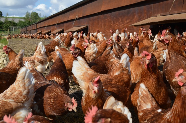 Shoppers flock to free range eggs