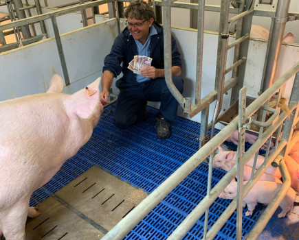 High cost of freedom farrowing systems