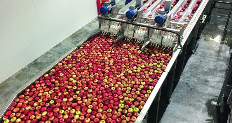 Top fruit growers warning on British apple crop volume