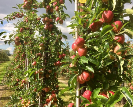 Orchard awards for Kent’s top fruit grower