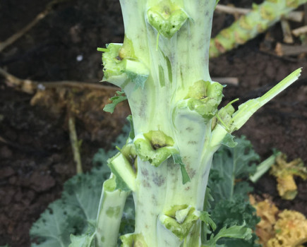 Aphid and powdery mildew control to get easier