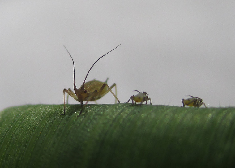 Spring cereals emerge to BYDV threat