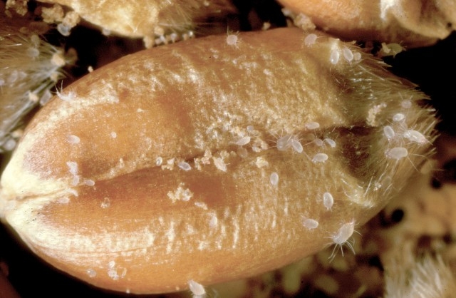 Mite and pest attacks in stored grain