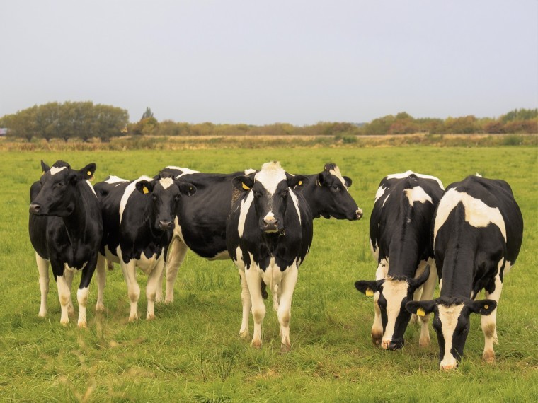 Farmers urged to make best use of Spring grass