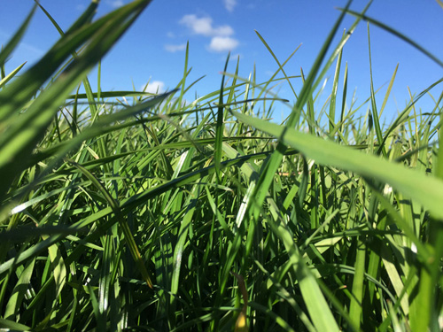 Uplift in farmers buying grass seed this autumn