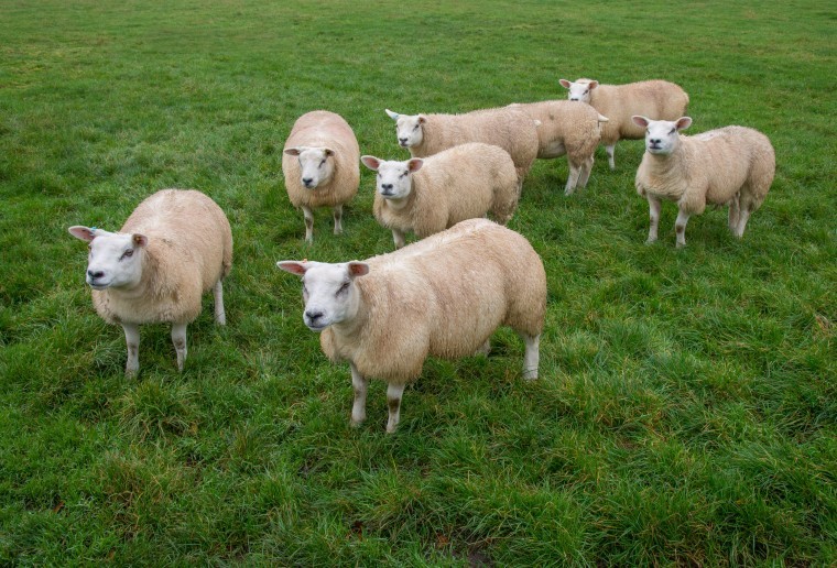 Making the most cost effective use of early autumn grazing