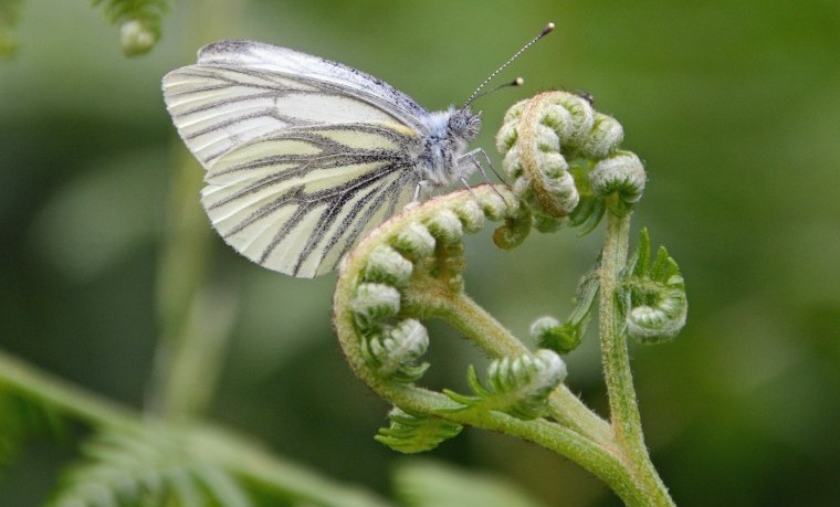 GWCT launches vision on farming through Brexit