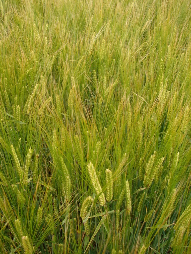Figures reveal true value of spring barley in black-grass battle