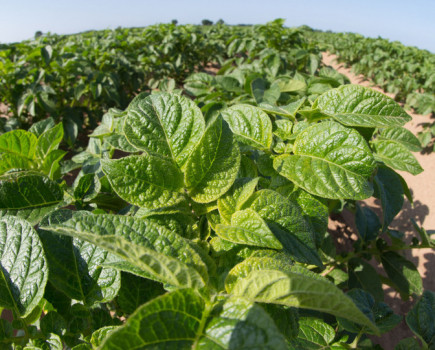 Heat stress proves major pain point for potato growers