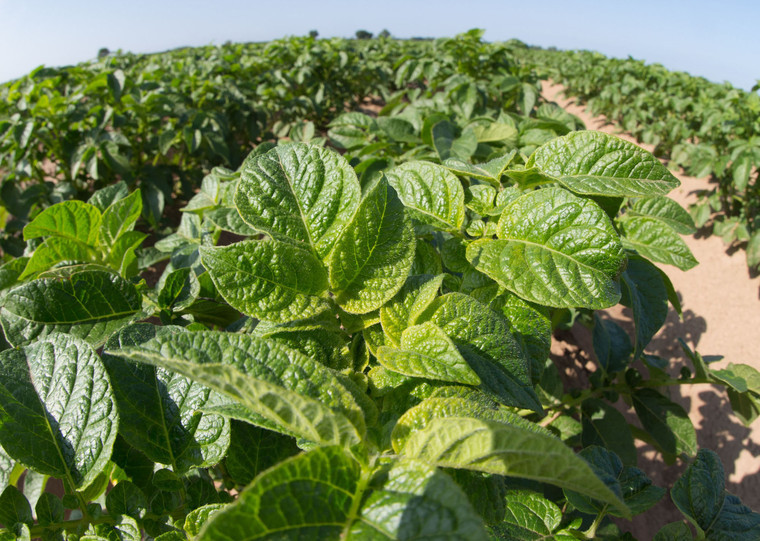 Heat stress proves major pain point for potato growers