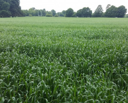 Arable land to let in Horsham, West Sussex