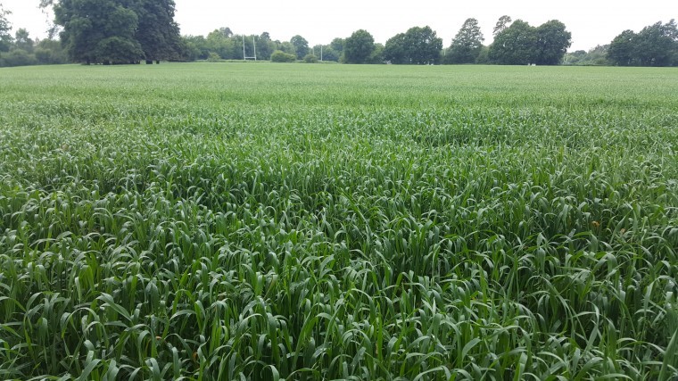 Arable land to let in Horsham, West Sussex