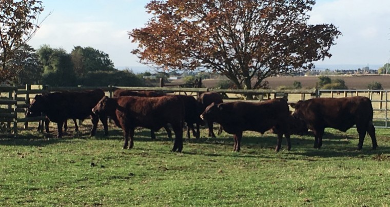 Holm Place herd wins Improved Herd Award for the Sussex breed