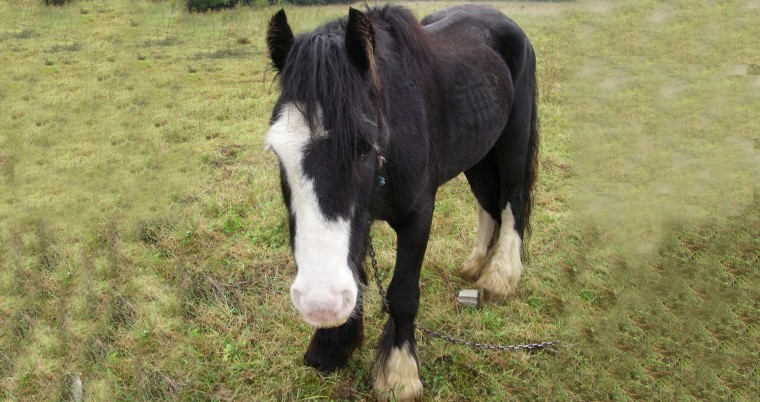New law to stop fly grazing