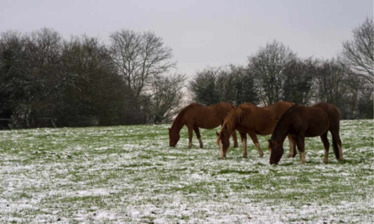 Don’t forget your animals as winter weather arrives