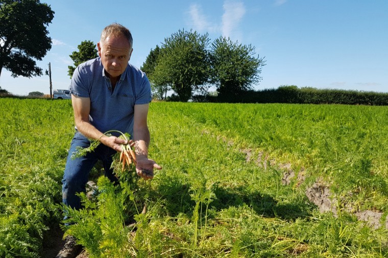 Growers face severe British carrot shortage