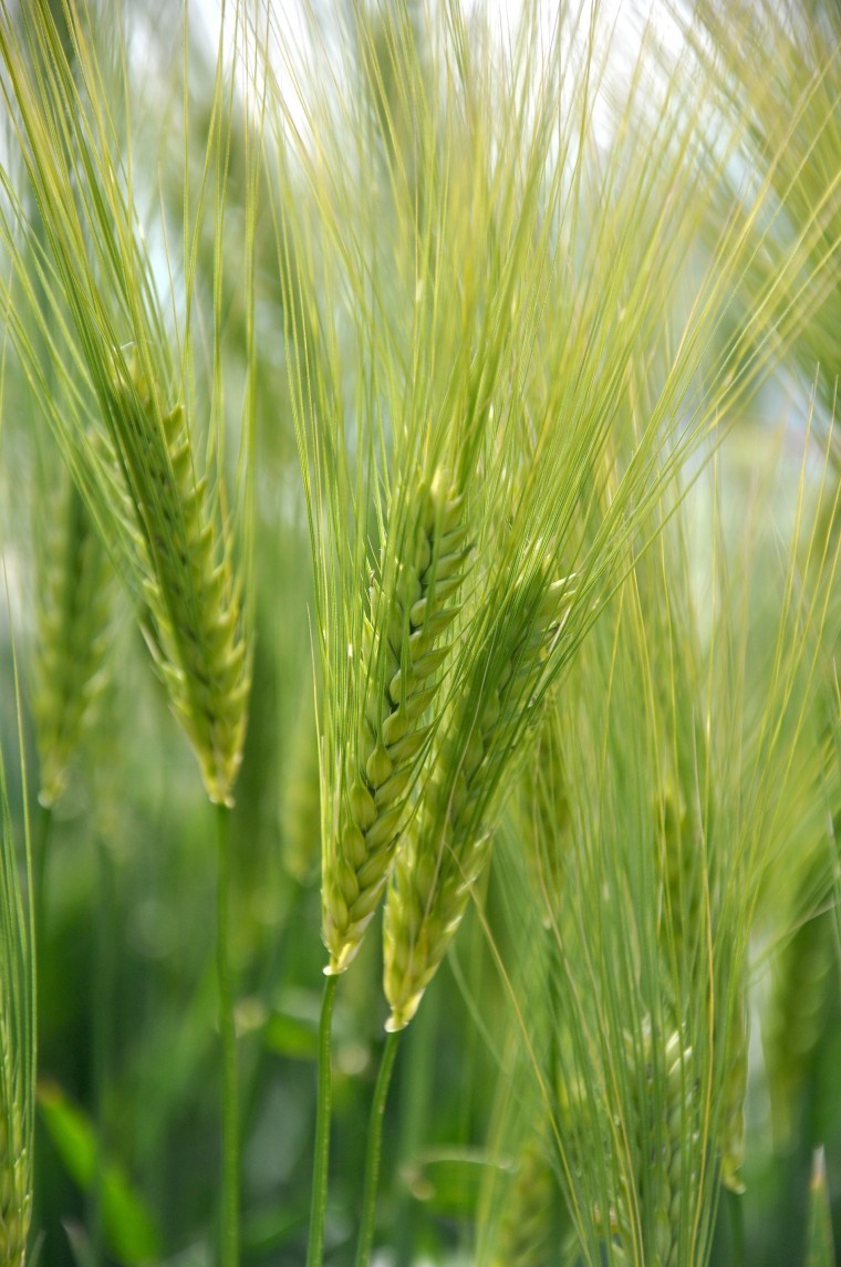 Hyvido hybrid barley cashback yield guarantee