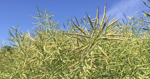 Oilseed rape harvest advancing