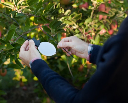 Real-time leaf wetness sensor