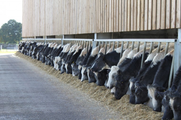 Three quarters of dairy farmers feeding contaminated rations