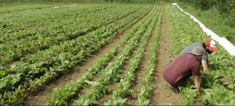 Hot water seed treatment boosts leafy greens crops