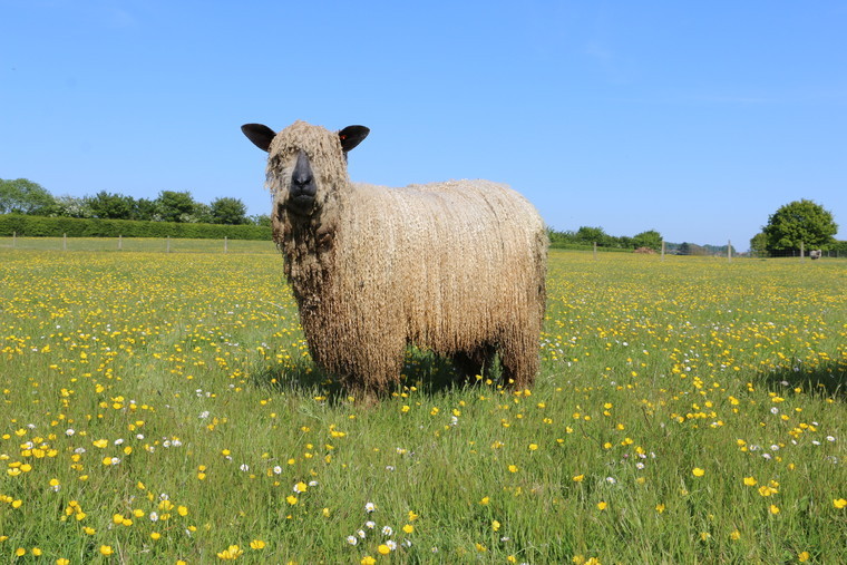 Strong market for specialist fleeces