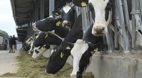 Higher dairy returns now at risk