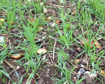 Improve weed control this winter