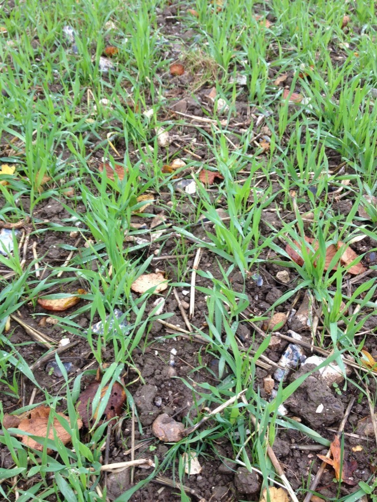 Improve weed control this winter