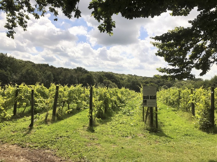 Country’s oldest organic vineyard