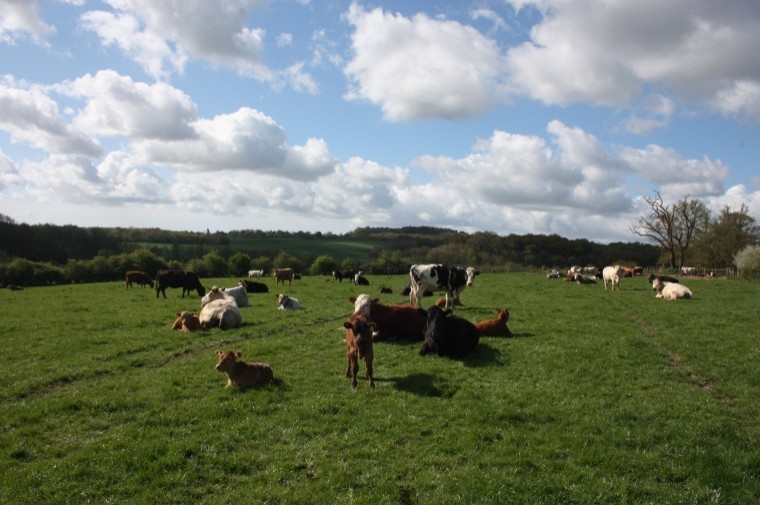 Traditional livestock farm