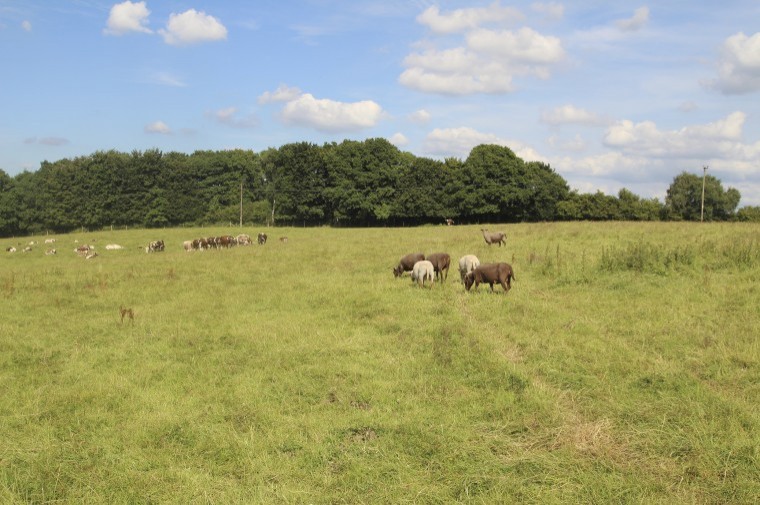 Pasture supports rare breed enterprise