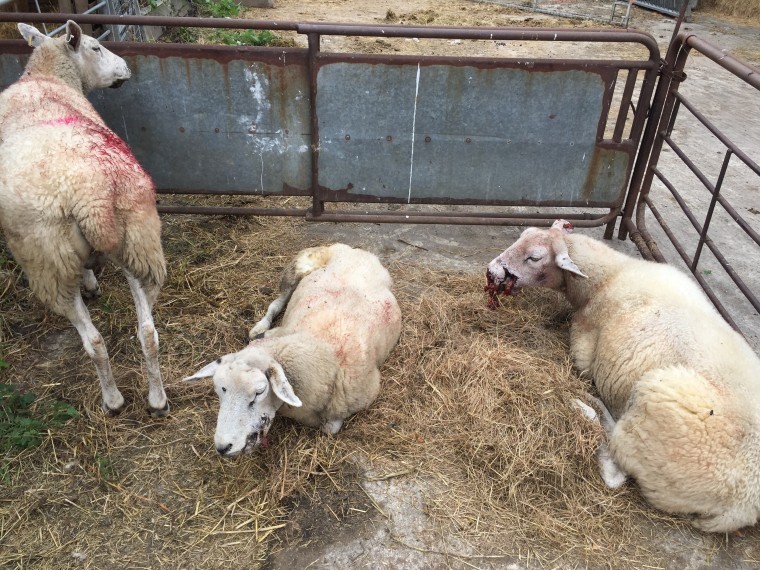 Appeal after sheep suffer ‘horrific’ dog attack in Berkshire