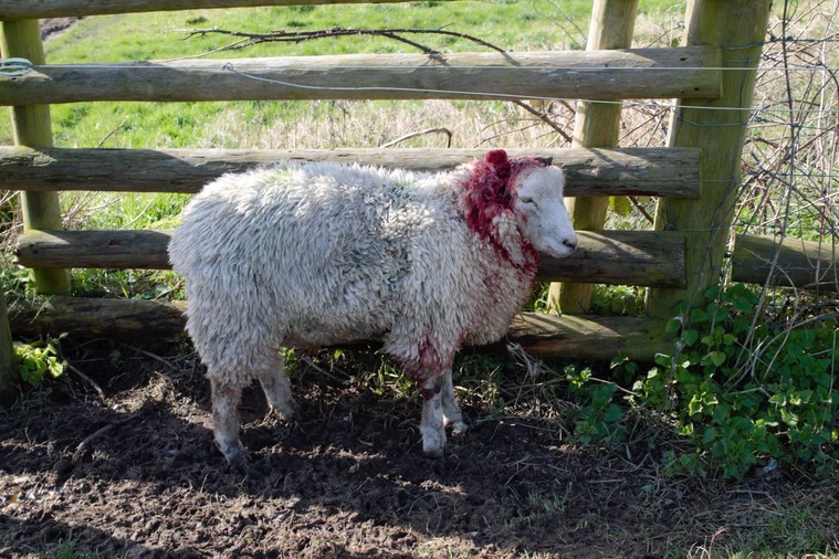 Dog attacks stop sheep grazing South Downs
