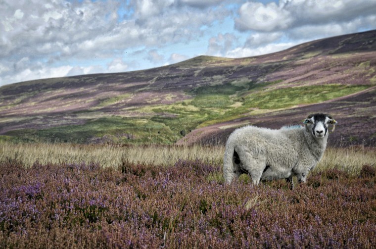 Photographs help farms in trouble