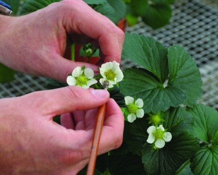 Breeding strawberries to take fewer inputs