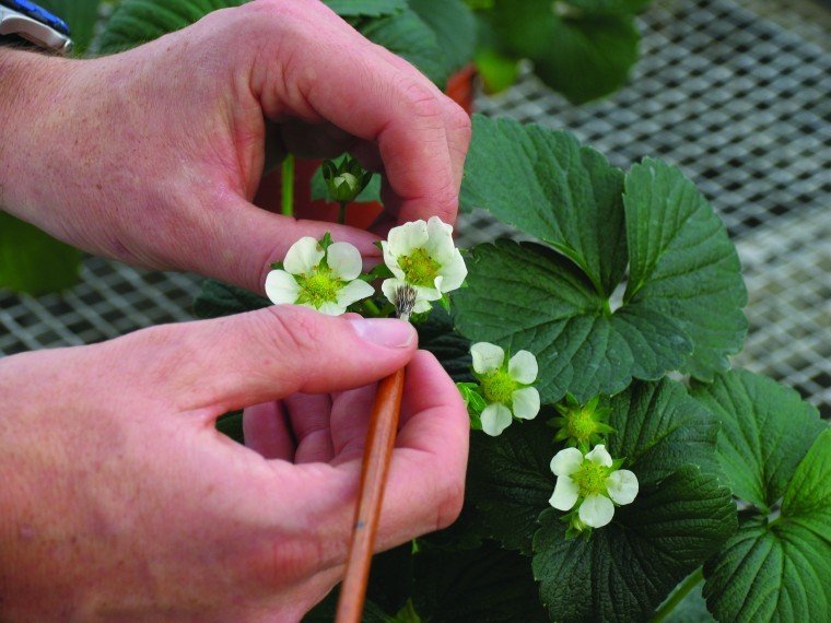 Breeding strawberries to take fewer inputs