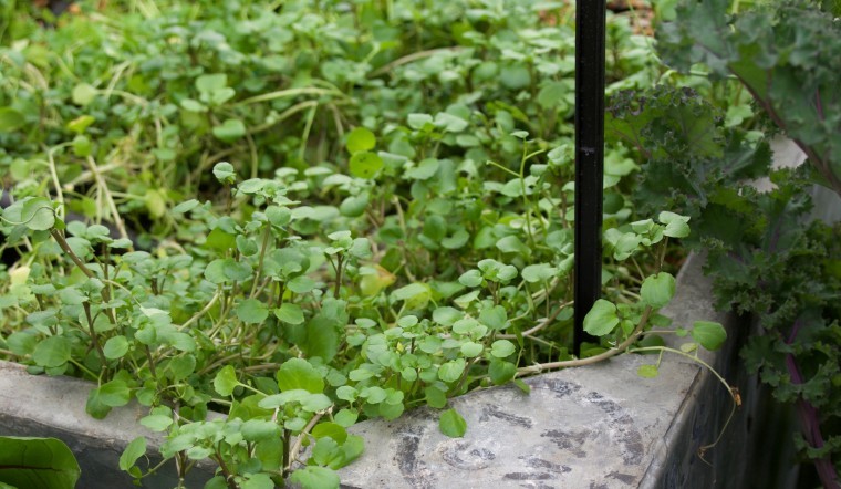 New watercress turns red