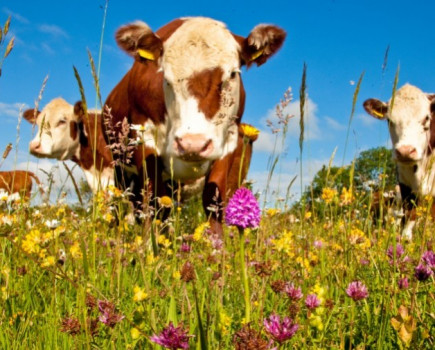 Wildlife Trust to debate the future for farming and wildlife after Brexit