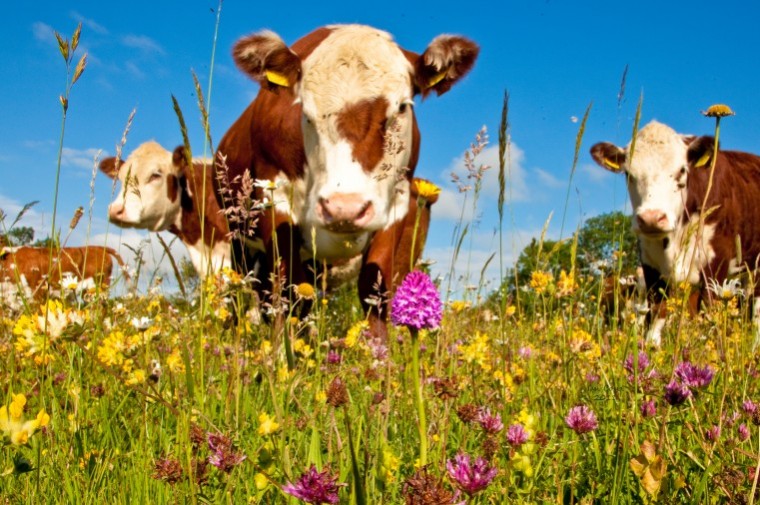 Wildlife Trust to debate the future for farming and wildlife after Brexit