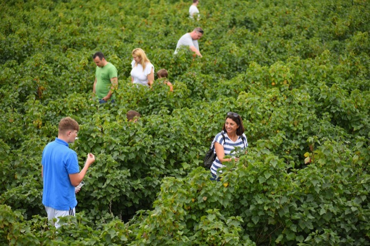 Hundreds of Faversham residents lend a hand to harvest