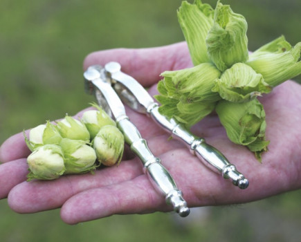 Demand increasing for cobnut products