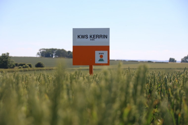KWS Kerrin thrives despite tough growing conditions
