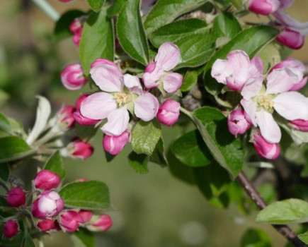 Blossom walk