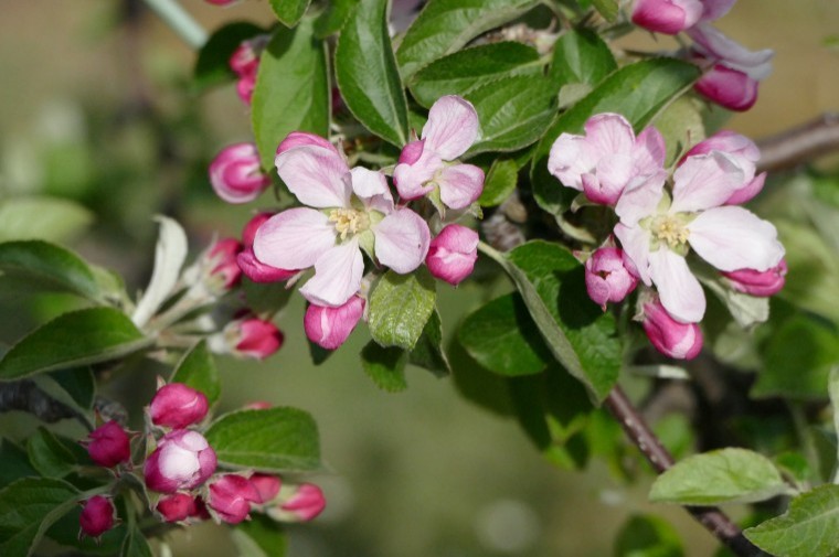 Blossom walk