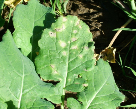 Early disease control in OSR