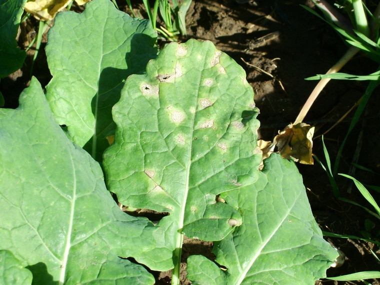 Early disease control in OSR