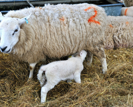 Understand the impact of Schmallenberg virus on lambs