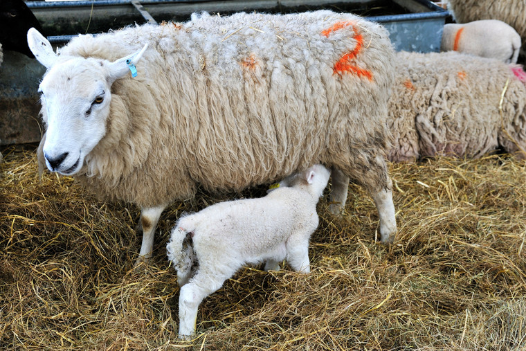 Understand the impact of Schmallenberg virus on lambs