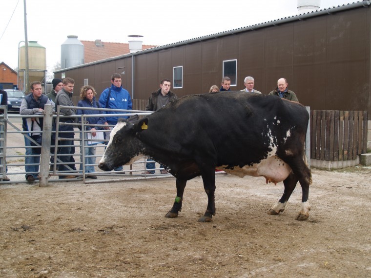 Lameness in dairy cows